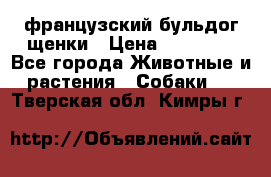 французский бульдог щенки › Цена ­ 50 000 - Все города Животные и растения » Собаки   . Тверская обл.,Кимры г.